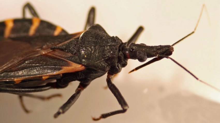 Texas Hits More Record Highs in COVID-19 Cases, Deaths Friday