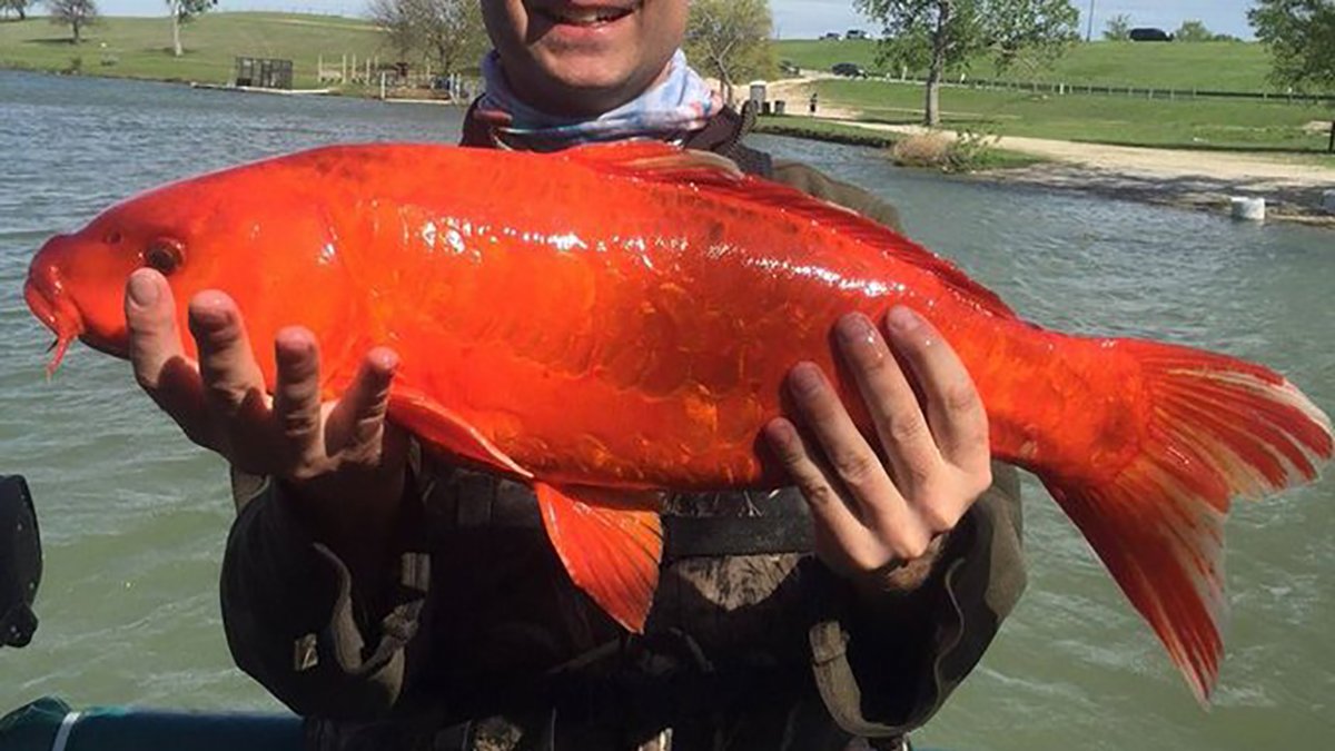 After Unusual Catch, Texas Parks Reminds ‘Never Dump Pets Into Texas