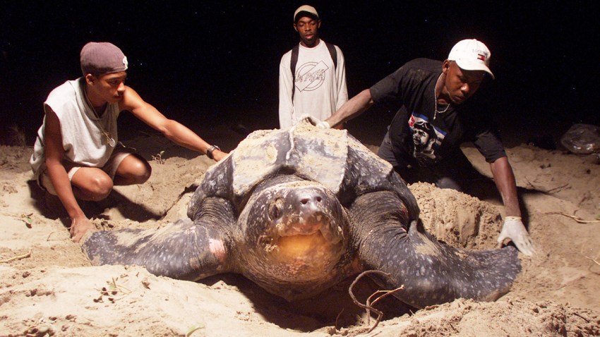 40387601turt_20020413_00153.jpg