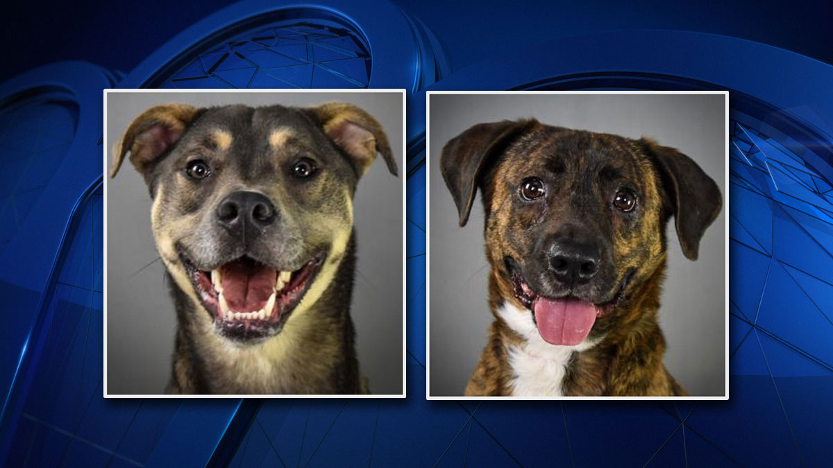 Humane Society of North Texas Hosts Free Adoption Event ...