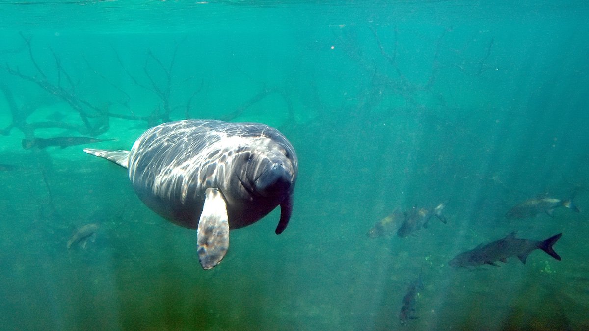 Florida Manatees Facing Starvation Fed Through Program – NBC 5 Dallas-Fort Worth - Vimarsana News