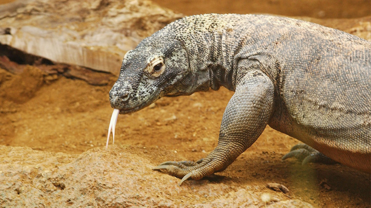 monitor-lizard