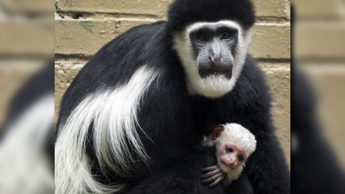 Adorable Monkey Born at the Dallas Zoo NBC 5 DallasFort Worth