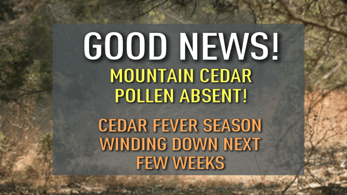 mountain-cedar-gj