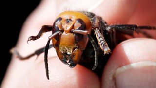 Washington State Department of Agriculture entomologist Chris Looney displays a dead Asian giant hornet, a sample sent from Japan and brought in for research, on May 7, 2020, in Blaine, Washington. – The new Asian hornets that have been found in Washington state may be murder on already stressed-out honeybees, but for humans its like a repeat of the sensationalized scare that turned Africanized killer honeybees of the 1970s: a real and nasty bug hyped into a horror movie motif that didnt quite fulfill its scary billing. Numerous bee and insect experts tell people to calm down about the so-called murder hornets, unless you are a beekeeper.