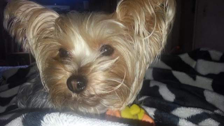 nj stolen dog