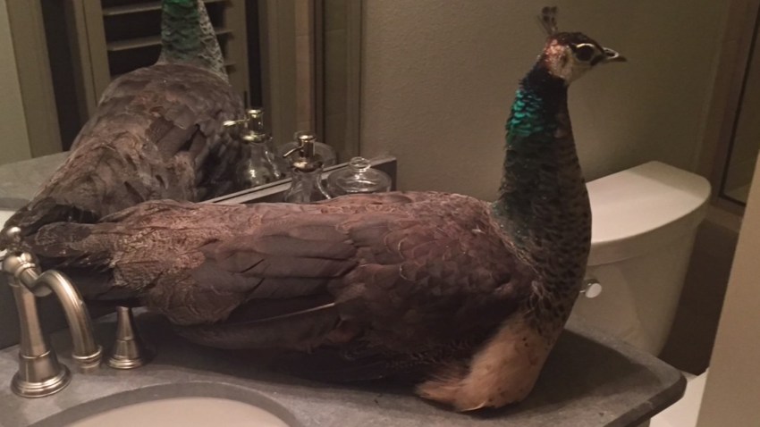 peacock-prosper-house