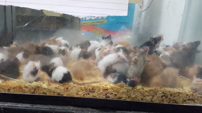 pet store 2 gerbils cleburne