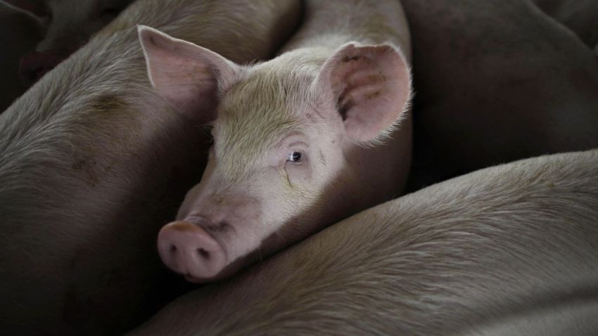 In this April 27, 2009, file photo, a pig is seen on a farm run by Granjas Carroll de Mexico on the outskirts of Xicaltepec in Mexico's Veracruz state.