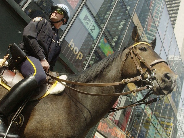 police horse 2