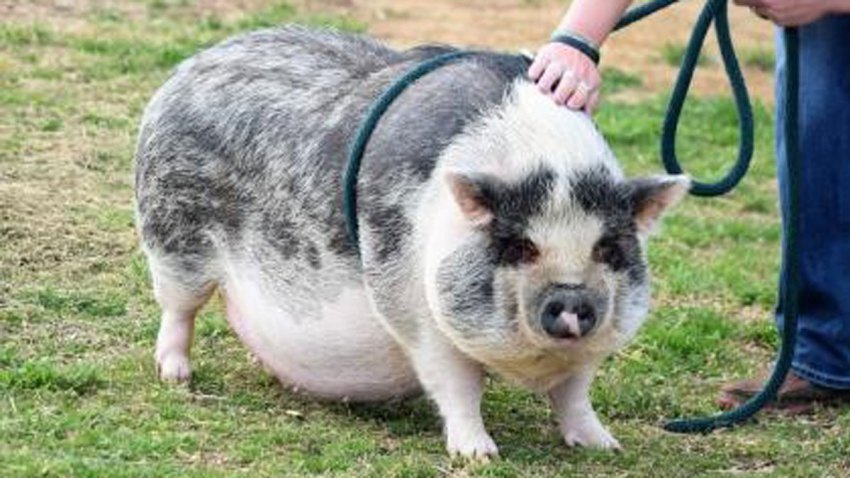 pot-bellied-pig-031619