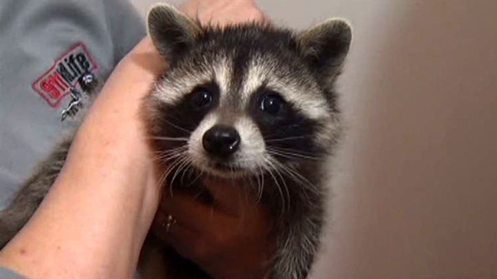 Distemper Continues To Sicken Raccoons In Dallas Collin Counties NBC 5 Dallas Fort Worth