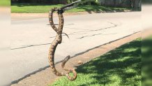 rat snake held up