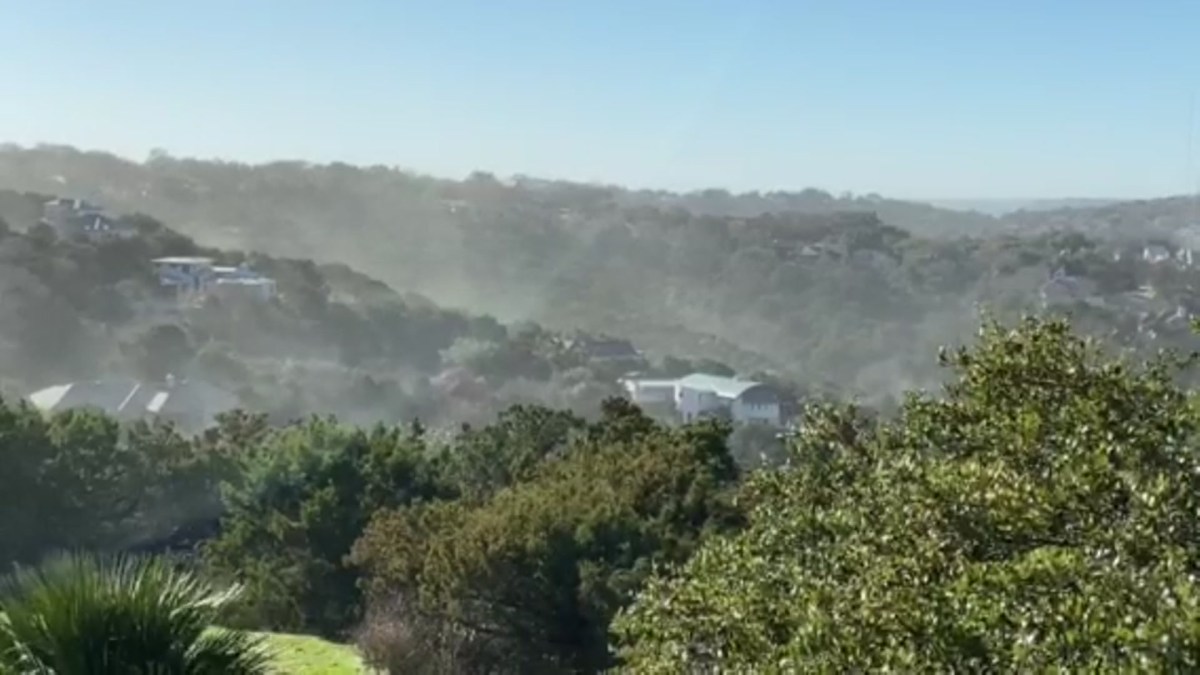 Watch Plumes of Pollen Explode From Texas Trees NBC 5 DallasFort Worth