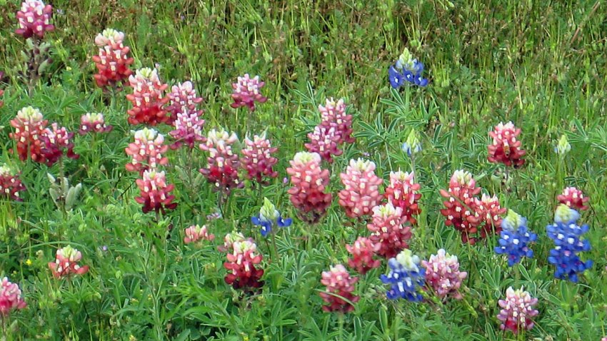 red-bluebonnets-acas-flickr