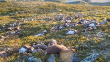 Norway Reindeer Killed