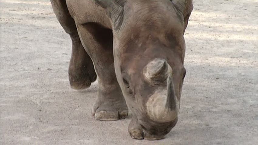 rhino-102513