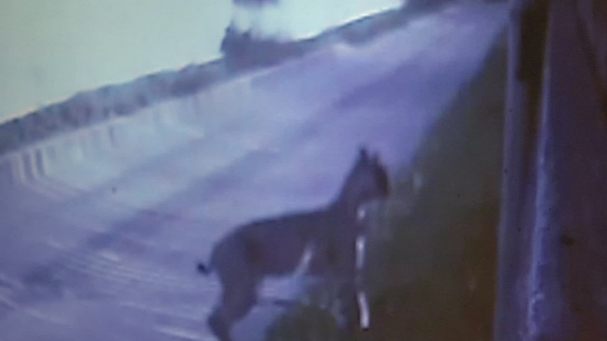 Bobcat Attacks Richardson Family’s Dog — Again NBC 5 DallasFort Worth