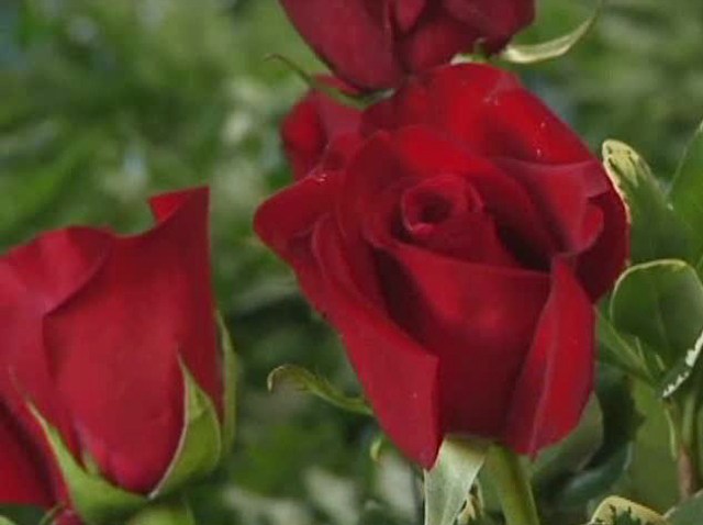 roses-021011