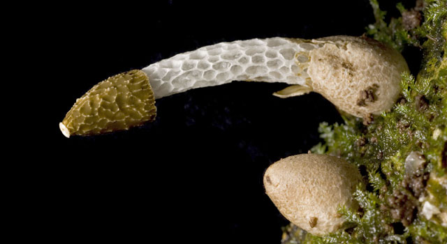 seamushroom