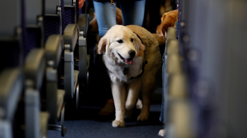 Animals on Planes