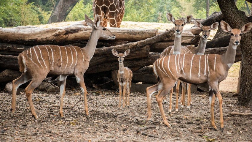 babykudufwzoo