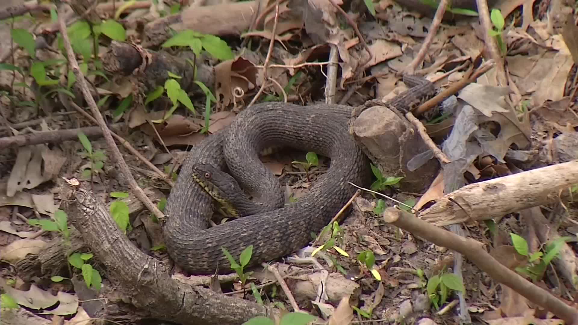 WATCH: Snake activity peaks, warns Jason Arnold | Northglen News