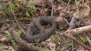 Watch Your Step! Snakes are Starting to Come Out Across North Texas