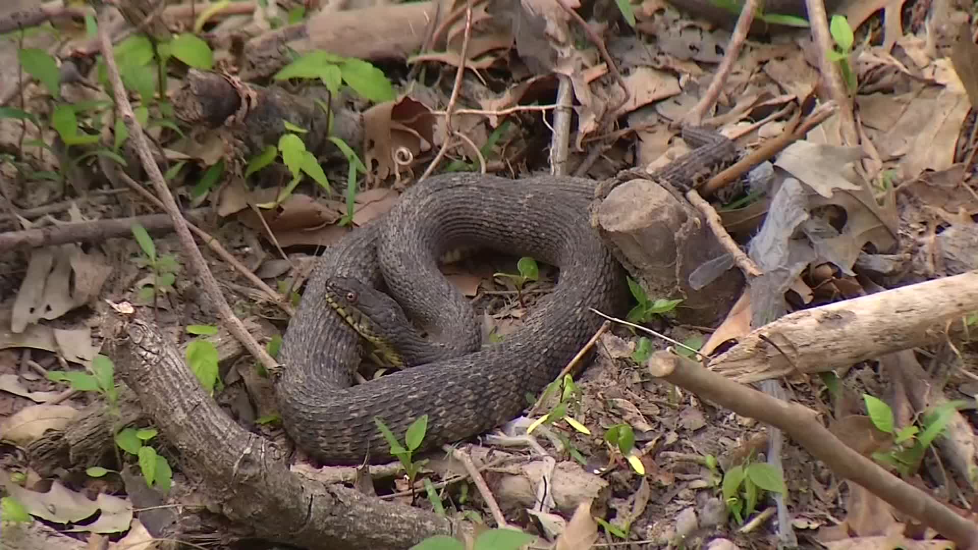 Snake season has arrived in Texas – here's what you need to know – Houston  Public Media