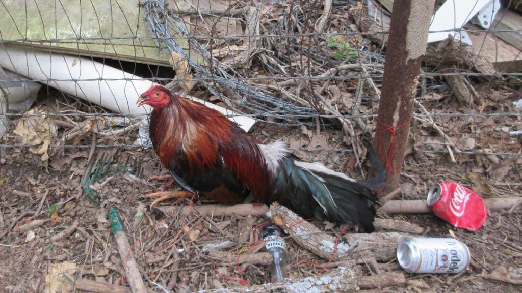 More Than 330 Birds Seized After Cockfighting Call, Police Say – NBC 5  Dallas-Fort Worth