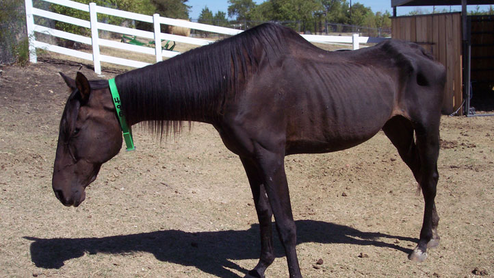 starving-horse-kaufman-co-7