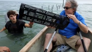 oyster farming cage