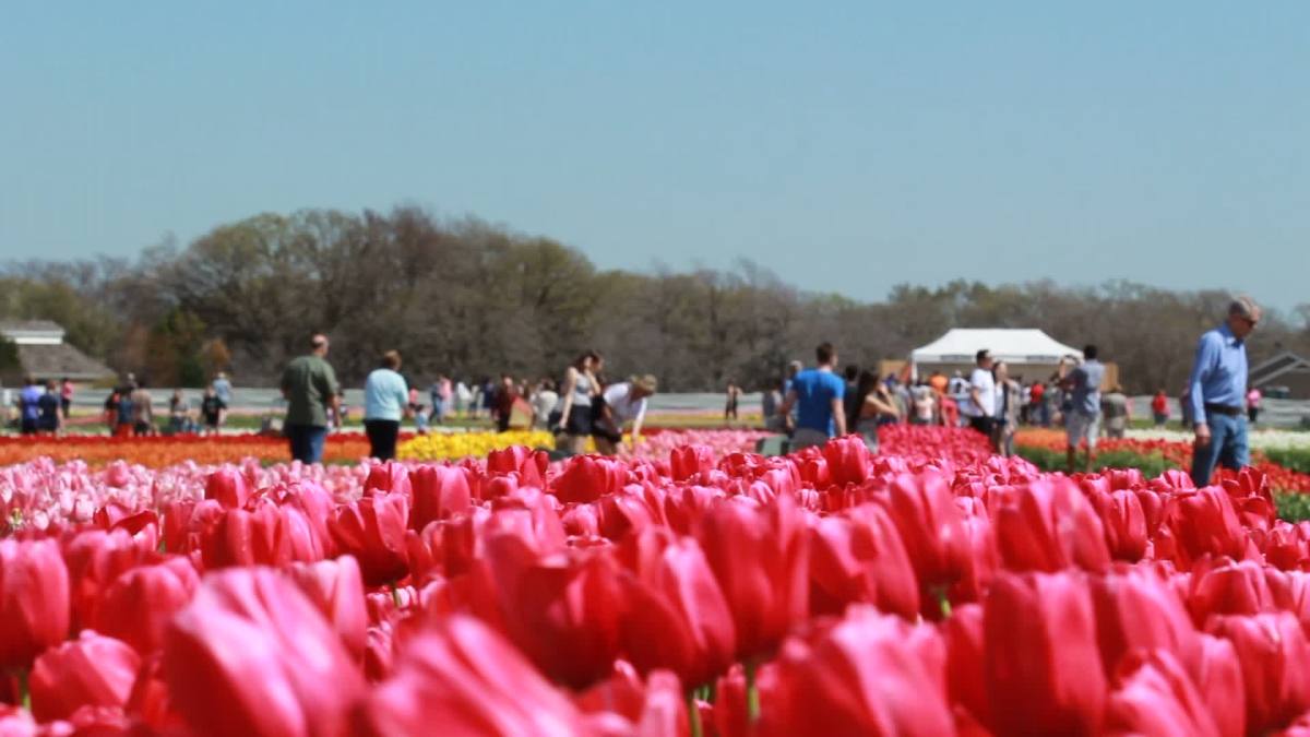 Texas Connects Us Texas Tulips NBC 5 DallasFort Worth