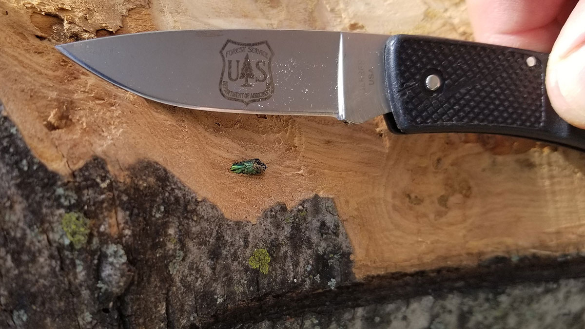 An invasive emerald ash borer show next to a pocket knife for scale.