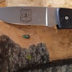 An invasive emerald ash borer show next to a pocket knife for scale.