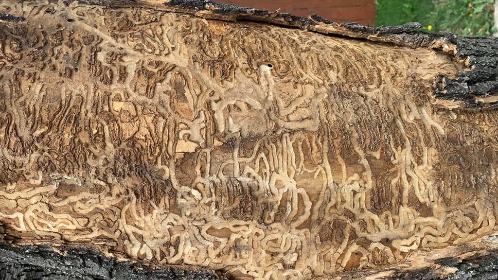 Damage done to an ash tree by the emerald ash borer beetle.