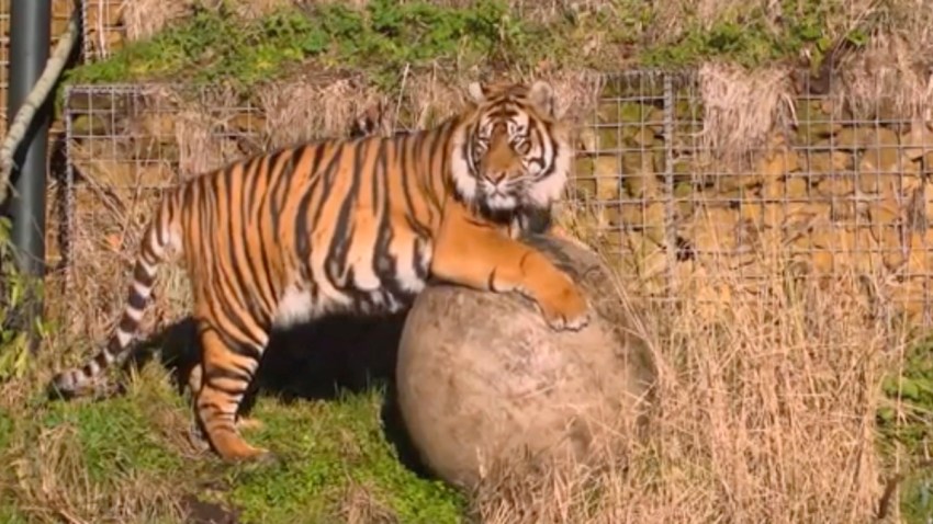 Britain Tiger