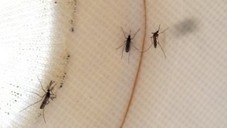 tlmd_mosquitos4