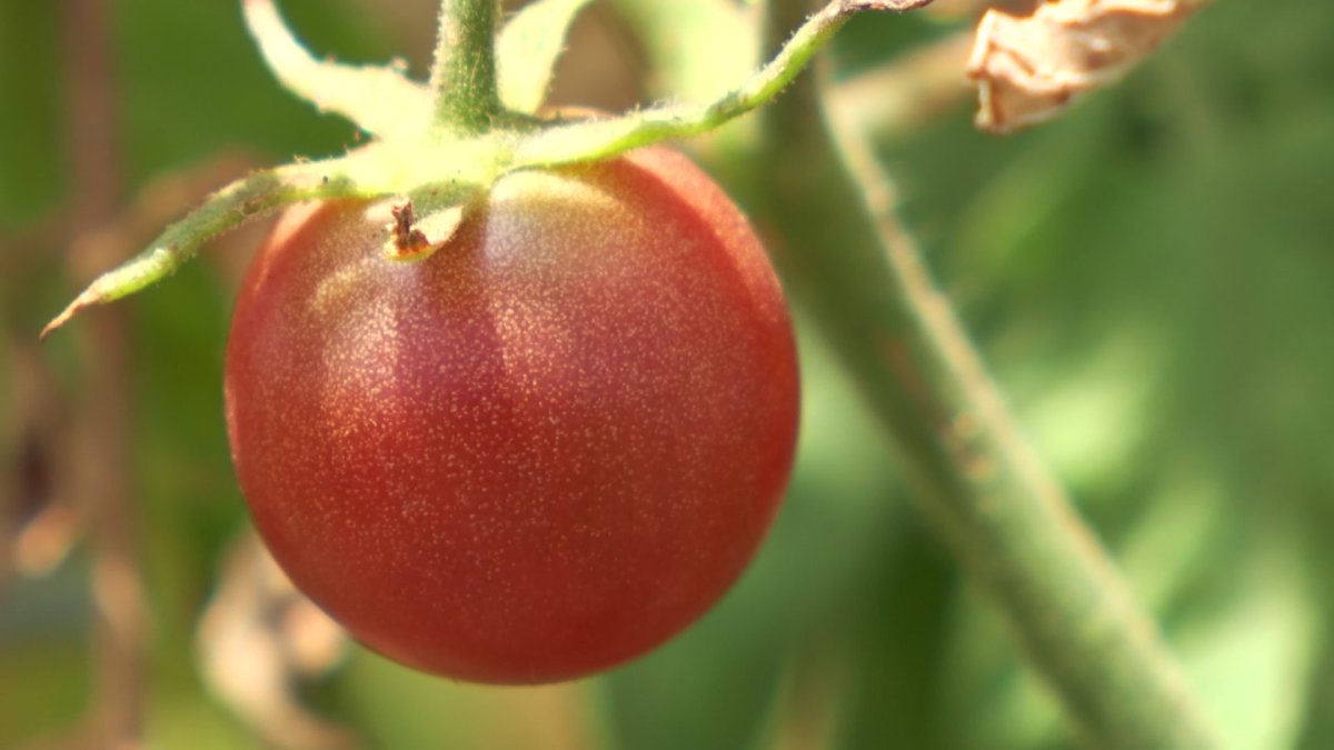 Is it Too Early to Begin Gardening? – NBC 5 Dallas-Fort Worth - Vimarsana News