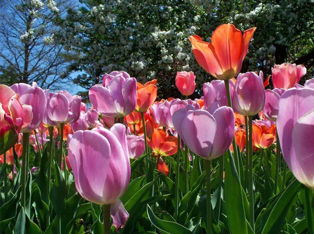 tulips1