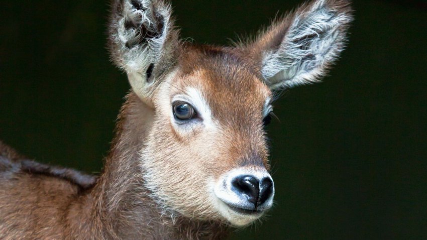 waterbuck-ftwzoo-01