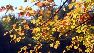 weather generic fall leaves 4