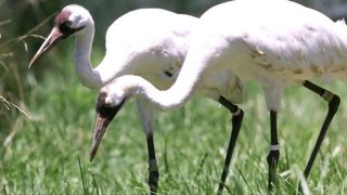 whooping-cranes