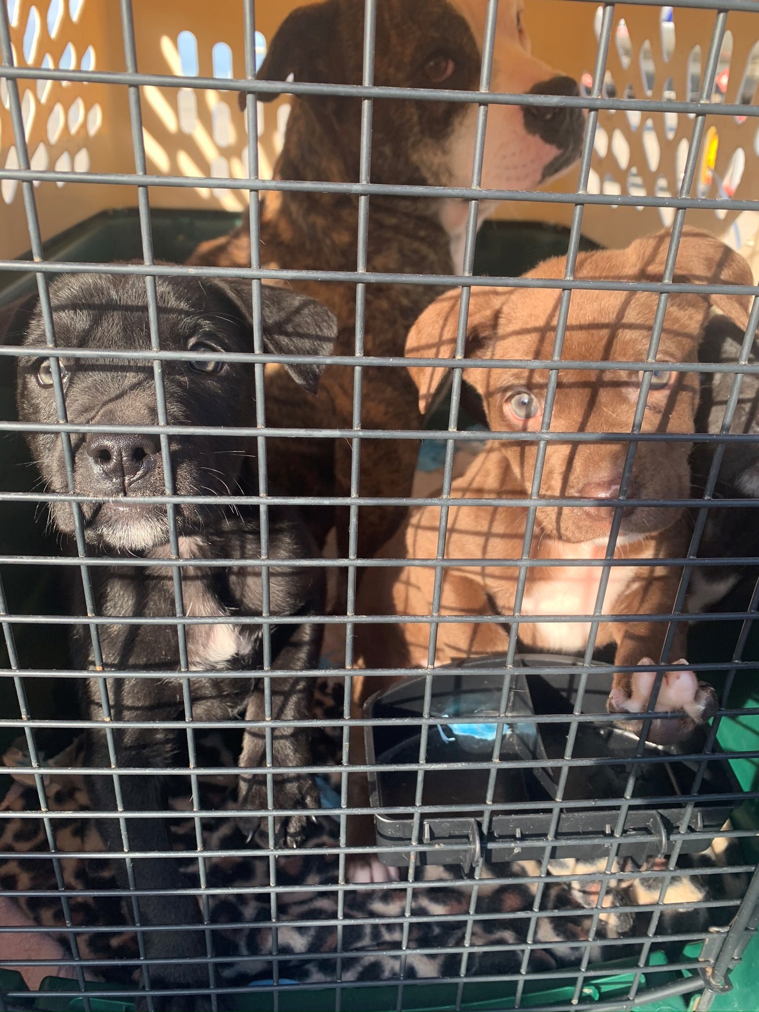 forever puppies llc complaints