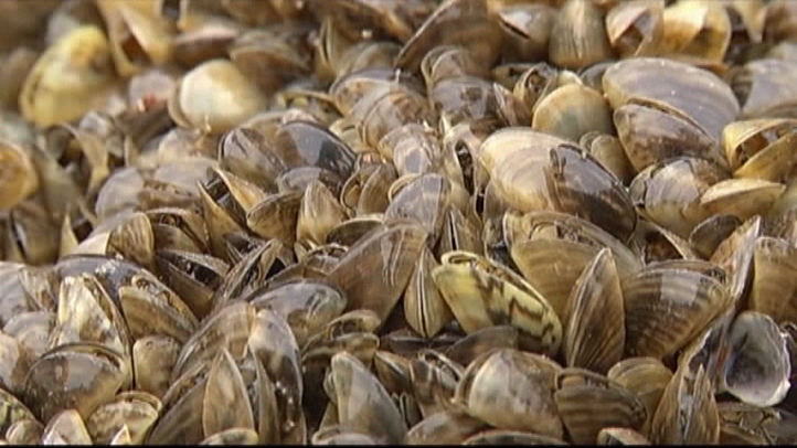 State Officials Propose More Restrictions to Stop Zebra Mussels – NBC 5
