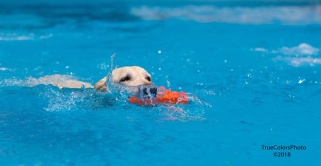 Download Dog Days Of Summer 2020 Gallery Iv Nbc 5 Dallas Fort Worth Desktop Wallpaper Free Wallpaper Dog Days Of Summer 2020 Gallery Iv Nbc 5 Dallas Fort Worth Desktop Wallpaper