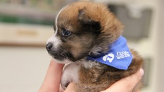 clear the shelters puppy bandana