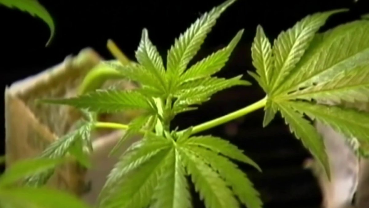 City of Dallas may legalize weed NBC 5 DallasFort Worth