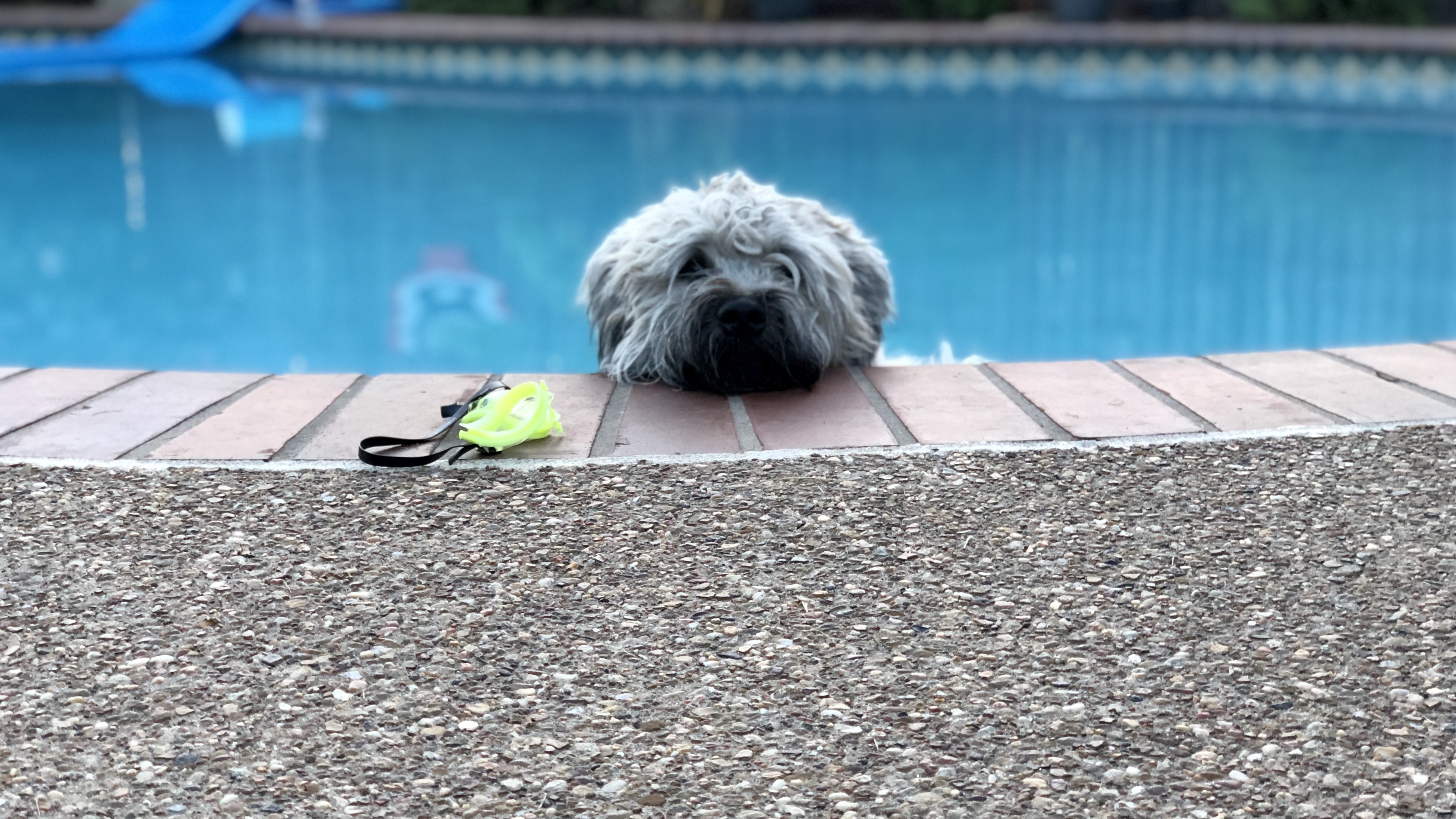 Get Dog Days Of Summer 2020 Gallery Iv Nbc 5 Dallas Fort Worth For Android Get Wallpaper Dog Days Of Summer 2020 Gallery Iv Nbc 5 Dallas Fort Worth Desktop Wallpaper