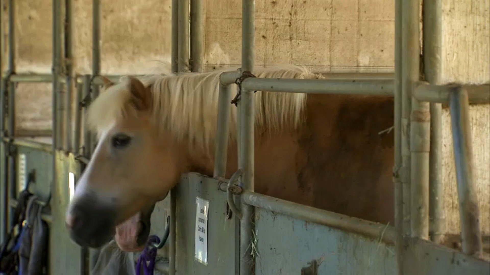 Texas Bureau to Host Horse Adoption Event – NBC 5 Dallas-Fort Worth